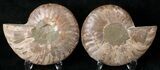 Polished Ammonite Pair - Million Years #17688-1